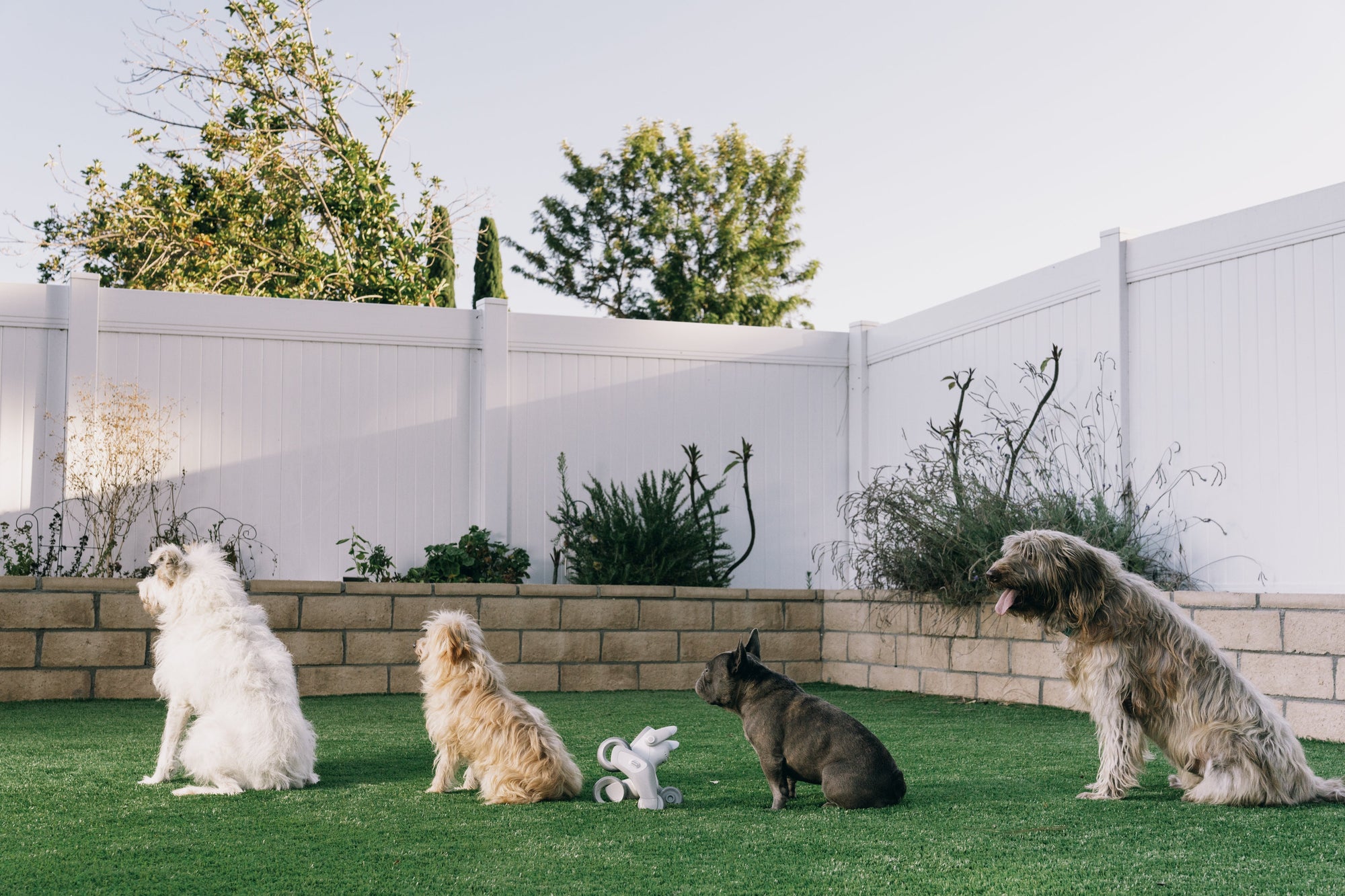 Your Guide to Choosing the Best Robot Companion: Features, Prices, and Models